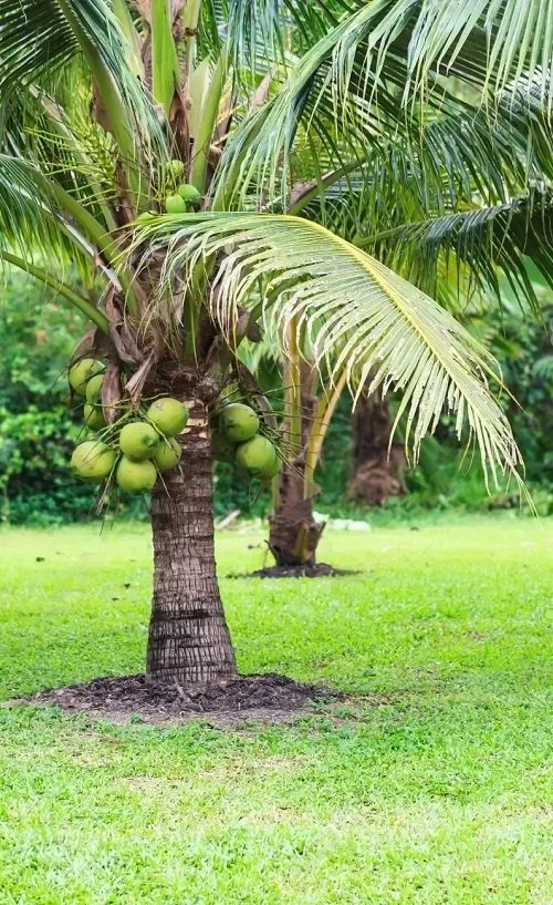 Ali kokosovi orehi rastejo na palmah?