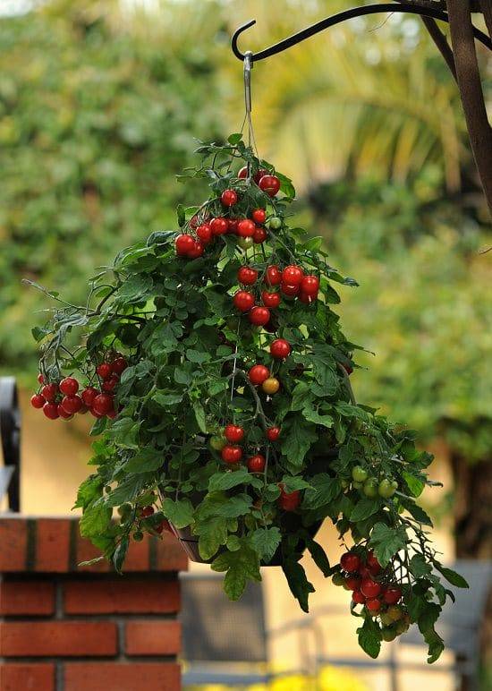 Tajemství pěstování rajčat v závěsném koši