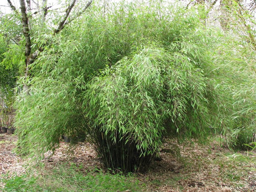 Kako gojiti bambus iz potaknjencev