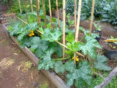 Jak pěstovat cukety vertikálně pro úsporu místa a neomezenou sklizeň