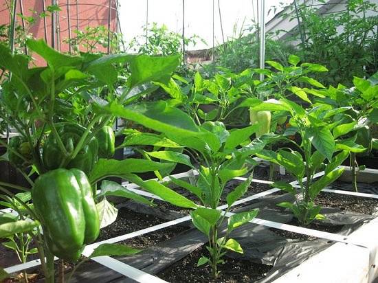 Jak vytvořit terasovou zeleninovou zahradu