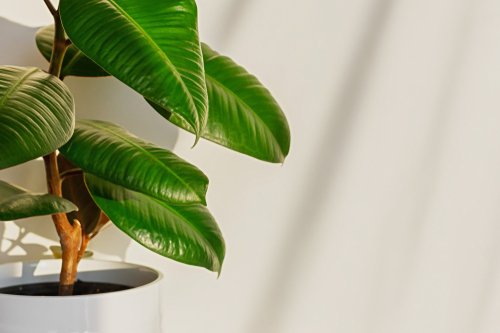 8 DIY receptů na lesk listů pro svěží a lesklé pokojové rostliny