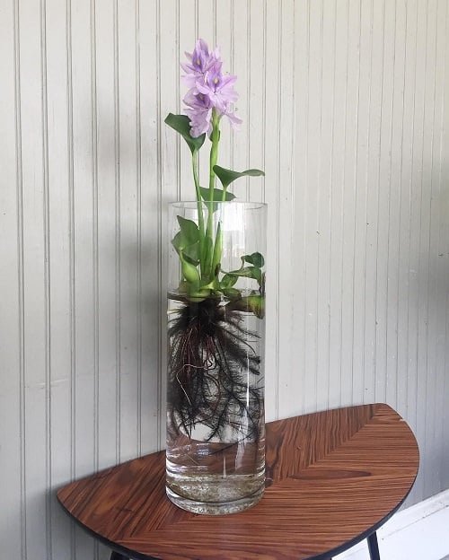 10 vodních květin, které rostou v nádobách a vázách