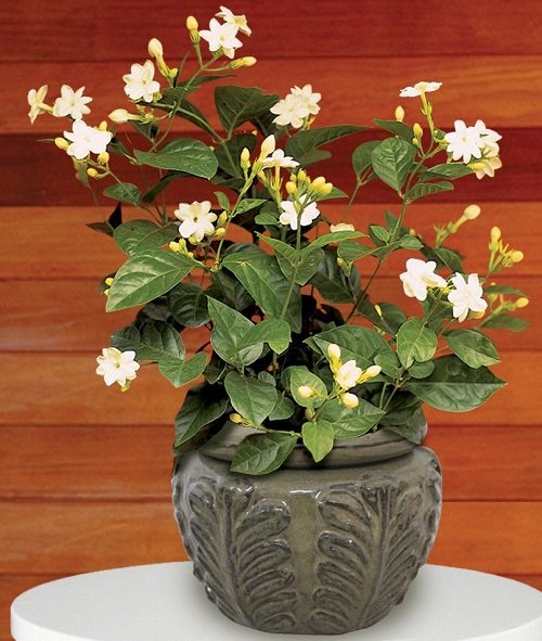 44 najboljših belih havajskih cvetov