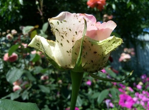 Kuidas vabaneda rooside afiididest roosidel