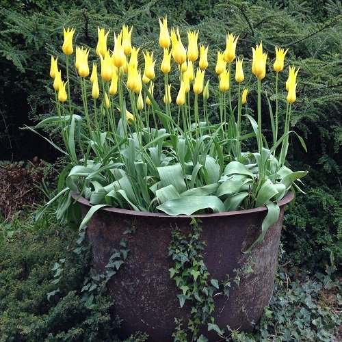 34 najboljših sort rumenih tulipanov