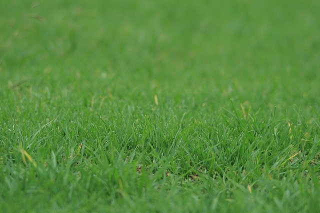 Тајна бујног зеленог травњака