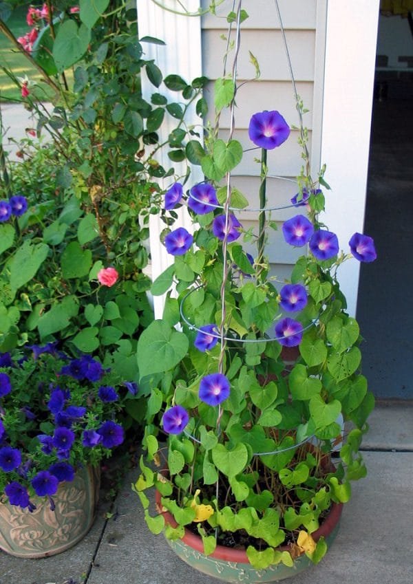 36 parimat sinist lille, mida kasvatada konteinerites