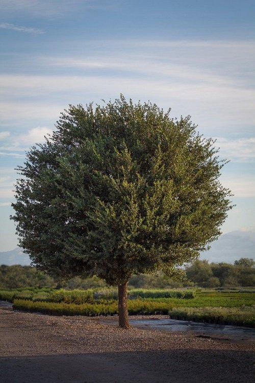 7 najhitreje rastočih dreves v Teksasu