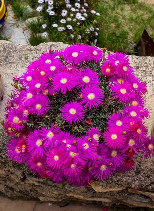 17 osupljivih sukulentov z vijoličnimi cvetovi