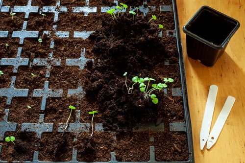 11 брзорастућих биљака које можете узгајати из семена