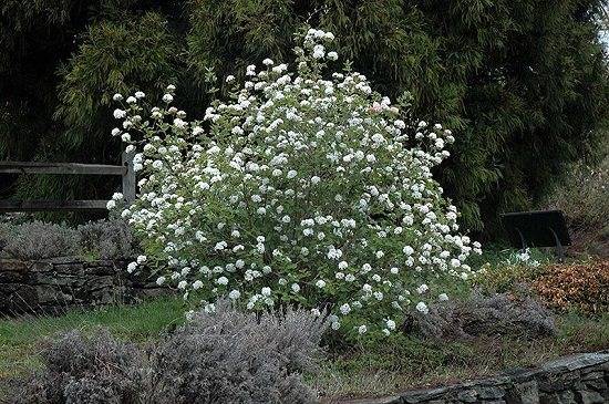 25 keřů s bílými květy