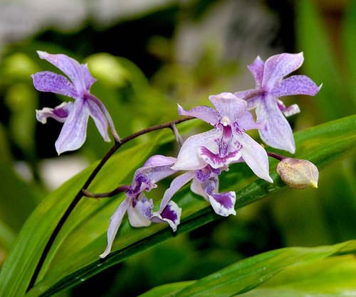 9 melhores orquídeas azuis