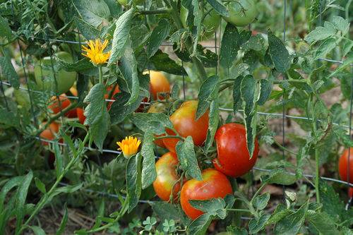 29 rostlin pro pěstování rajčat