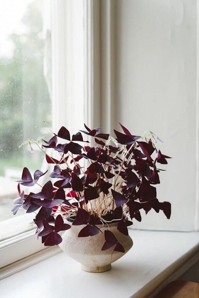 24 čudovitih vijoličnih sobnih rastlin