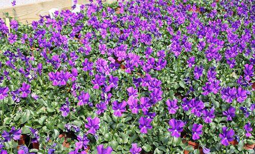 22 najboljših groundcovers z vijoličnimi cvetovi