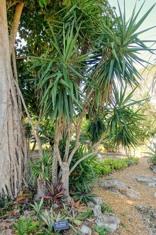 24 različnih vrst sort rastlin yucca
