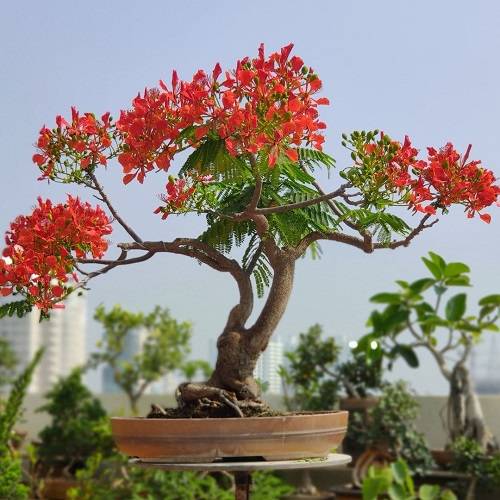 Kuidas kasvatada leegipuu bonsaid