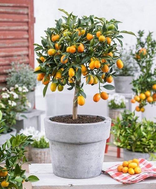 10 najboljših citrusov za posode (Gojenje citrusov v lončkih)