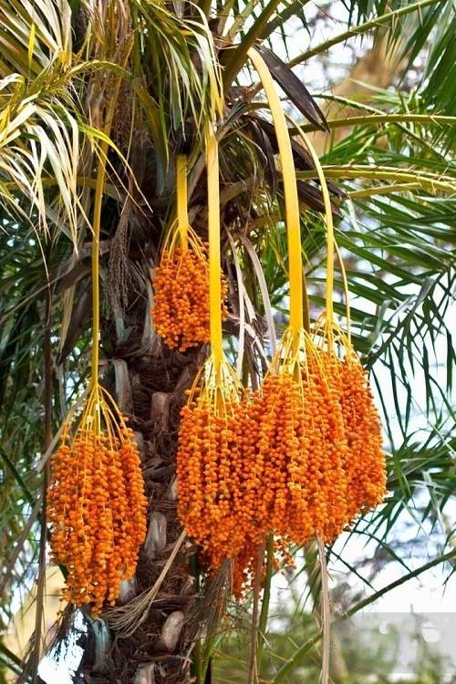Seznam najboljših palmovih sadežev
