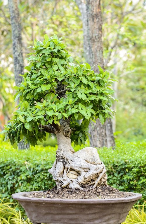 Ako pestovať bonsaj na skalách