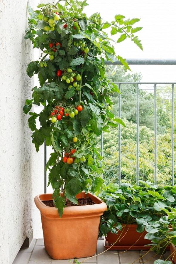 Parimad tomatisordid konteinerite jaoks