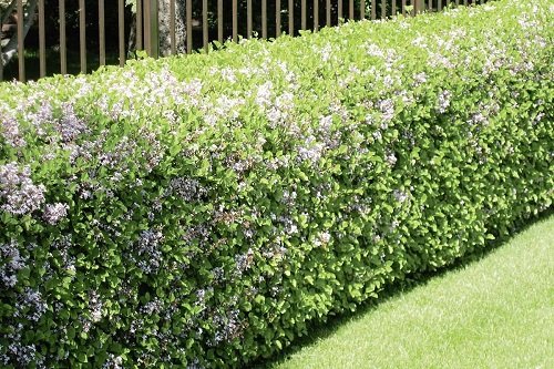 40 nejlepších rostlin pro živé ploty s nízkými nároky na údržbu