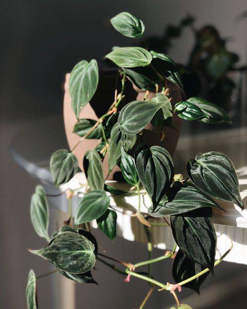 10 osupljivih sobnih rastlin z žametnimi listi