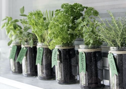 21 plantas de interior que pode cultivar em frascos e garrafas