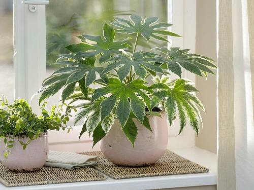 21 όμορφα φυτά εσωτερικού χώρου για παράθυρα με ανατολική όψη